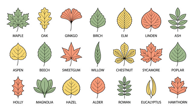 Flat lay of various colorful leaves with their names listed below on a clean white background.