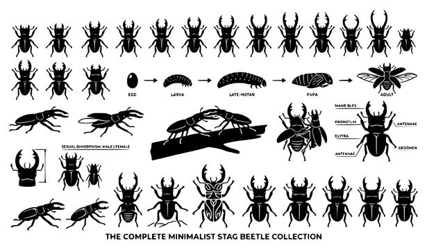 Minimal stag beetle silhouette vector insect illustration set
