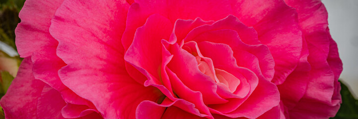 Obraz premium Bright pink rose in full bloom on a sunny day in a garden setting showing the beauty of nature and flowers