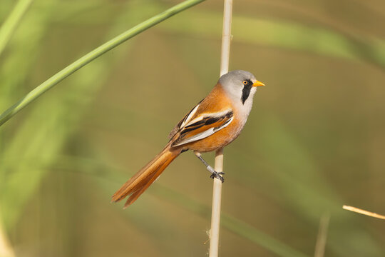 Bearded Reedling - Panurus biarmicus perched on a reed in El Taray, Spain. A male bird showing its grey head, black moustache, orange beak and rich brown plumage against a soft wetland background.