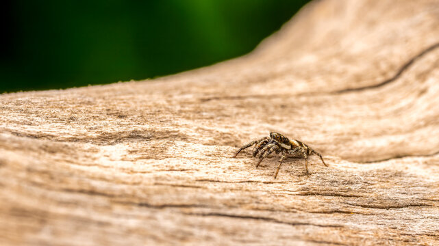 Springspinne
