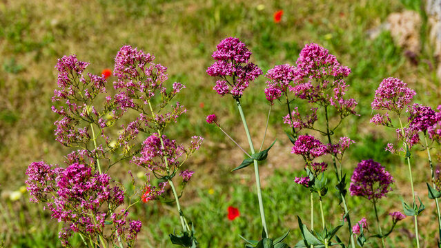 Centranthus ruber 'Coccineus' ou Val&eacute;rianes des jardins &agrave; inflorescence rouge en cymes, group&eacute;es et align&eacute;es au sommet de tiges lisses et glabres aux feuillages oppos&eacute;, elliptique, pointu et charnu 