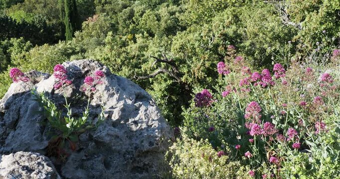 (Centranthus ruber 'Coccineus') Centranthes ramifi&eacute;es de petites fleurs rose carmin&eacute; en cymes buissonnantes avec un feuillage vert glauque, illuminant un massif rocailleux de garrigue proven&ccedil;ale