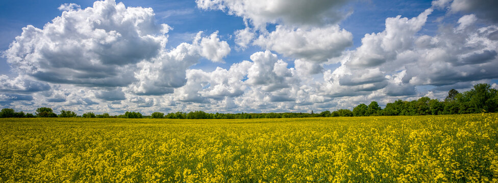 ein Rapsfeld vor bew&ouml;lktem blauem Himmel
