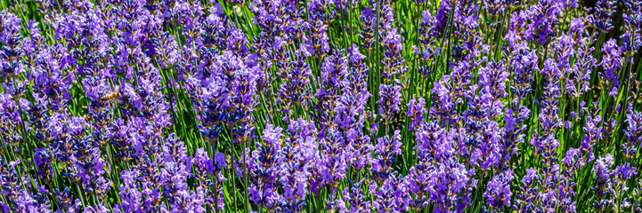 Obraz premium Field of lavender blooms in a sunny location showing various shades of purple during midday in summer
