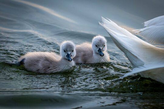 Schwan mit Baby