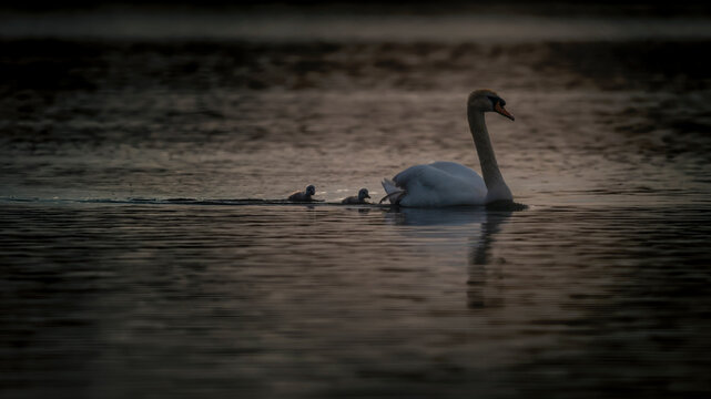 Schwan mit Baby