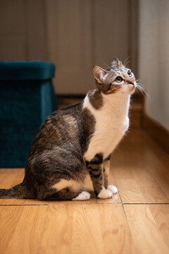 Curious tabby cat sitting on hardwood floor indoors