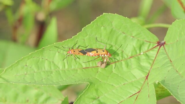 Pair of Cotton Stainer Bugs Mating on Green Leaf in Jungle