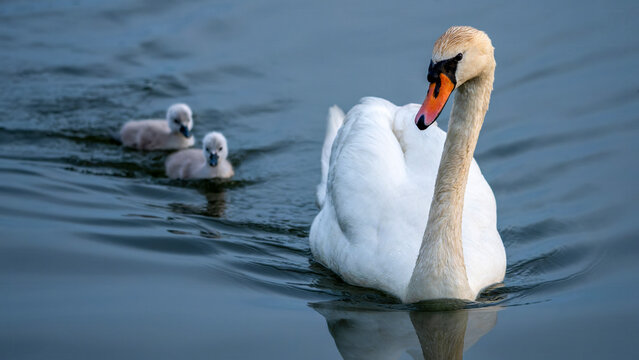 Schwan mit Baby