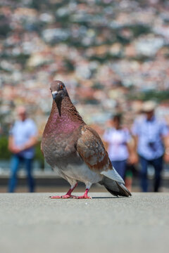 pigeon ramier