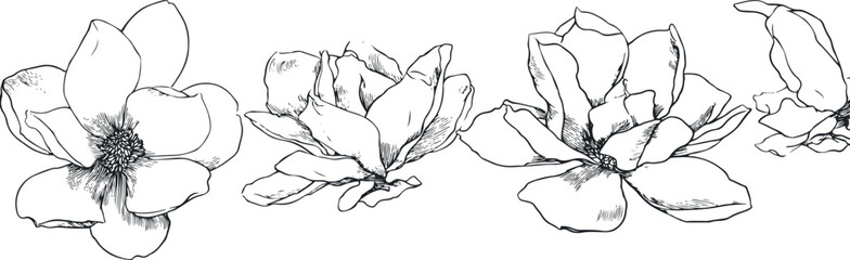 Black and white magnolia flower line art © miht3325