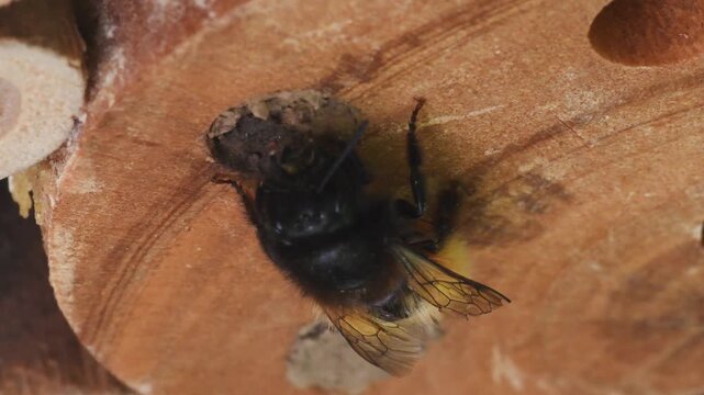 mining bee,  Osmia sp. ,  artificial nest,  Osmia is is a genus of insects in the family Megachilidae, , mining bee , solitary bee, Monza, Italy