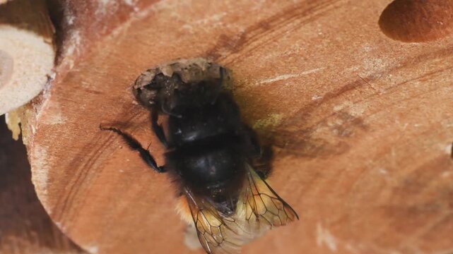 mining bee,  Osmia sp. ,  artificial nest,  Osmia is is a genus of insects in the family Megachilidae, , mining bee , solitary bee, Monza, Italy
