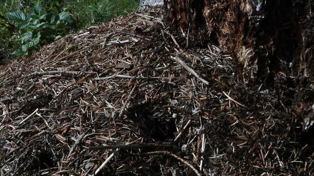 anthill time lapse, anthill time lapse , anthill of Red Ant, Formica rufa, time lapse, Ant, ants, red ant, Formica rufa, predator, wood,  Cogne, Valnontey, Gran Paradiso National Park, Valle d'Aosta