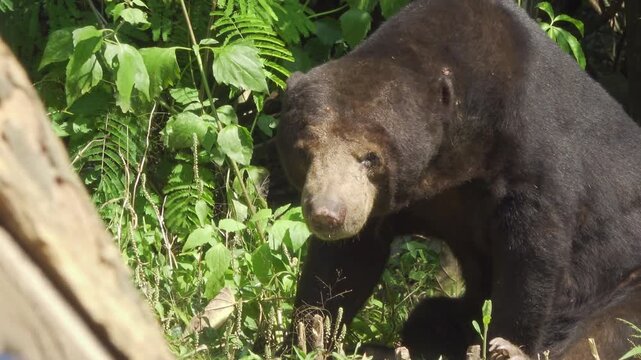 Adult Sun Bear Resting and Grooming at Jungle Edge