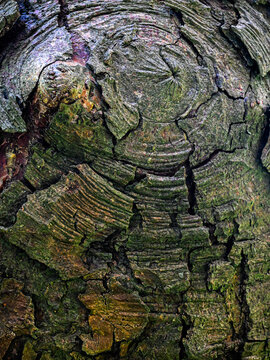Dramatic Weathered Bark of Nothofagus Obliqua Revealing Ancient Growth Patterns