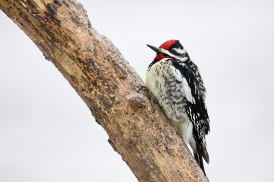 01214-002.08 Yellow-bellied Sapsucker (Sphyrapicus varius) male, Marion Co. IL