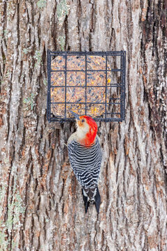 01196-04407 Red-bellied Woodpecker (Melanerpes carolinus) male at suet feeder Marion Co. IL