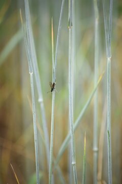 small yellow-girdled Tenthredo