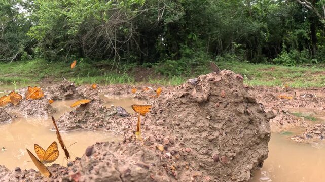 Orange Butterflies Mud Puddling Together on Wet Jungle Ground