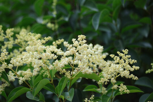 Glossy privet (Ligustrum lucidum) hedge showing dense green foliage and expansive white flower bud panicles