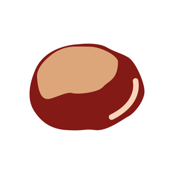 Brown horse chestnut nut isolated on white background. Single smooth buckeye seed kernel element