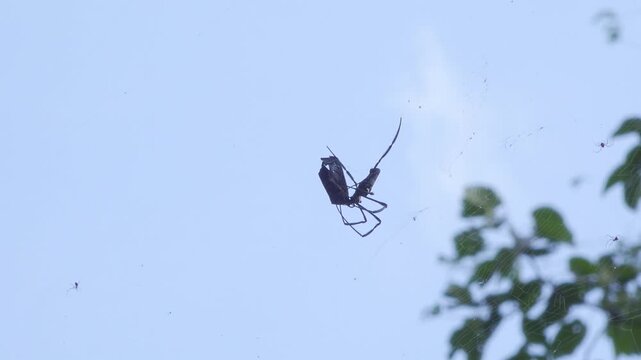 Giant Golden Orb Weaver Wrapping Butterfly Prey in Jungle Web
