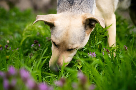 Close up dog grazing on fresh green grass in spring. Vitamin deficiency in pets
