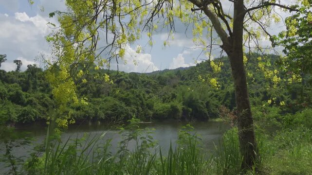 Blooming Yellow Tree Swaying Over Calm Jungle Lake in Gentle Breeze