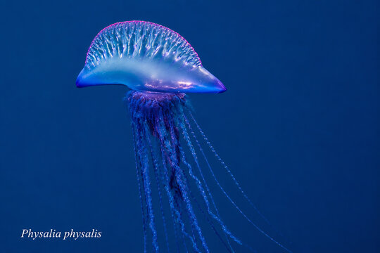 A glowing blue jellyfish, Physalia physalis, floats in the deep blue ocean.