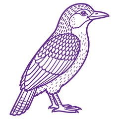 Fototapeta premium Purple sketched crow or raven bird standing sideways with detailed feathers and sharp beak isolated on transparent background
