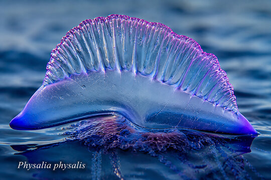 A translucent purple and blue physalia physalis jellyfish floats in the ocean water.