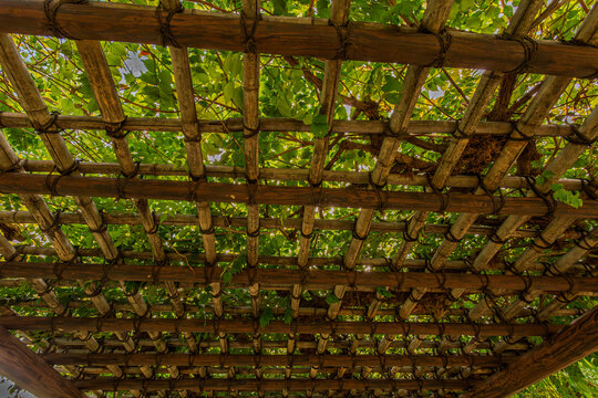 Looking up at the wooden trellis and green leaves at Hamarikyu Gardens October 2023
