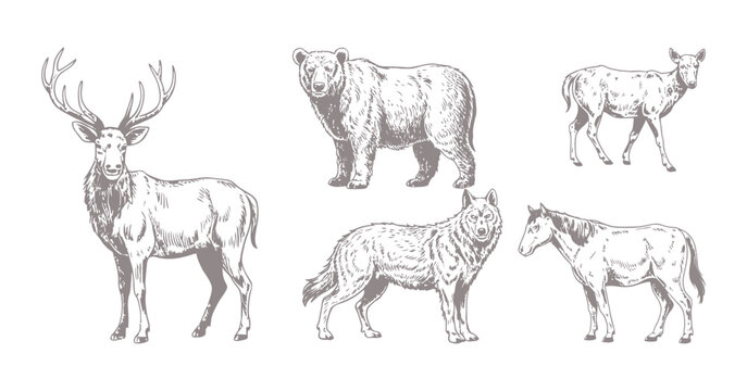 Wildlife Sketch Collection Stag Bear Deer Wolf And Horse Illustrations