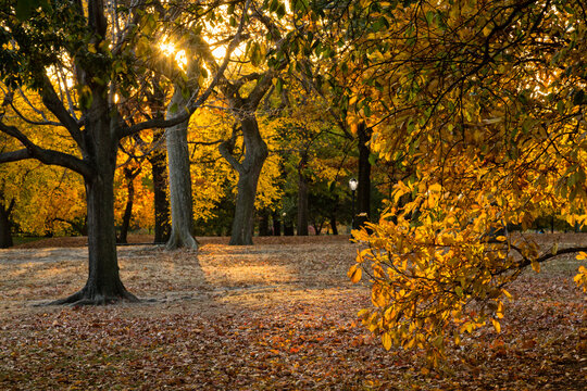 Autumn trees with golden foliage backlit by warm sunlight in an outdoor park setting represent nature tourism and relaxation in Central Park, New York City.