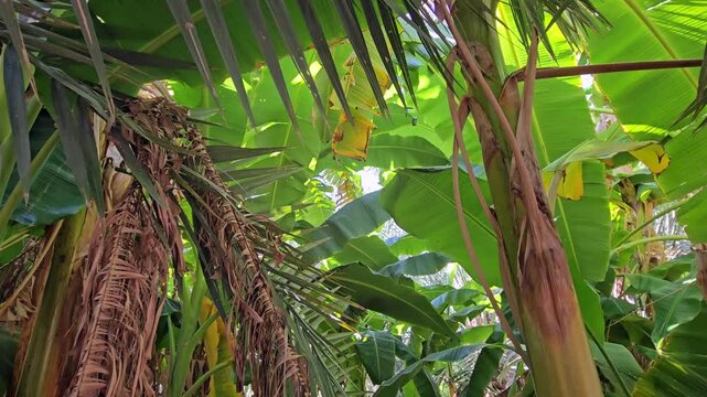 Banana tree in garden in Oman, Green vegetable garden, Green leaves of banana tree in farm