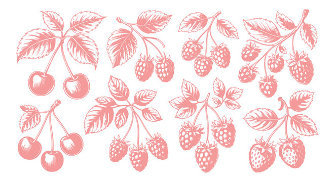 Berry arrangement pink vector illustration with botanical details