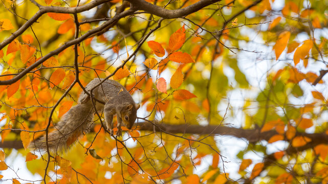 Gray squirrel climbing on an autumn tree branch with vibrant orange leaves, capturing wildlife, nature and adventure tourism in Central Park, New York City, USA.