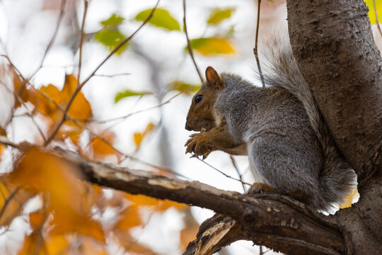 Eastern gray squirrel foraging for food on an autumn tree branch, showcasing nature and wildlife tourism in Central Park, Manhattan, New York City, USA.