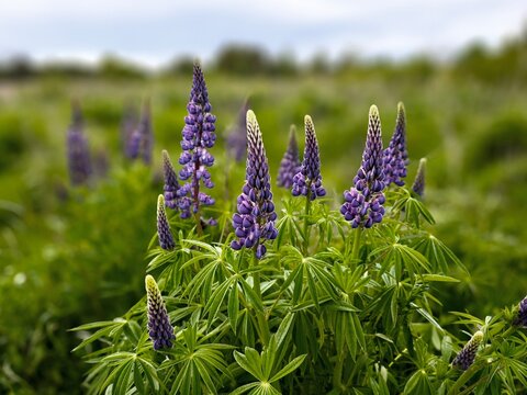 lPurple lupinus bush growth showcasing star shaped leaves and fresh blossoms. Scenic wild lupine plant close up backdrop with selective focus bokeh for wallpaper.