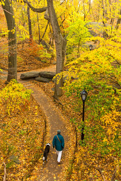 Man and dog walking along a winding path amidst golden autumn foliage during a lifestyle leisure activity in Central Park, Manhattan, New York City, United States.