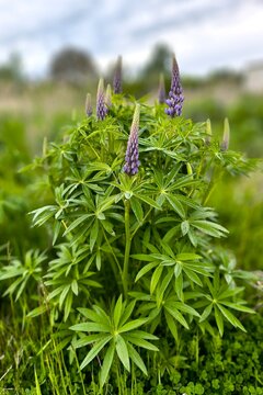 Purple lupinus flower spikes landscape view inside a fresh green field. Creative outdoor botany backdrop with selective focus bokeh for ecology website header.