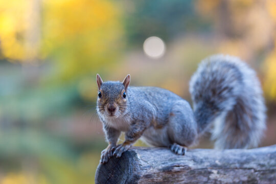 Eastern gray squirrel perched on a wooden log in an outdoor nature environment, highlighting urban wildlife exploration in Central Park, Manhattan, New York City.