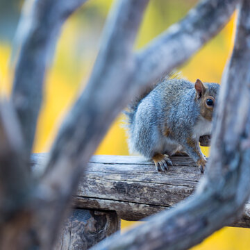 Squirrel perches on a wooden rail, framed by branches in a natural autumn setting, capturing the spirit of wildlife exploration in Central Park, Manhattan, New York City, USA.