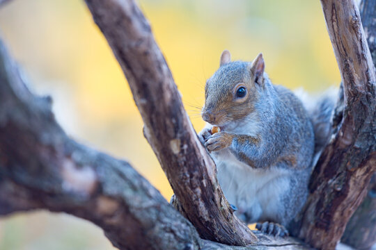 Gray squirrel foraging and eating a nut on a tree branch, representing nature and urban wildlife exploration in Central Park, Manhattan, New York City, USA.