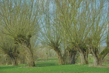 Kopfweiden (Salix viminalis) in der Auenlandschaft am Rhein  vor dem Austrieb © Okratek
