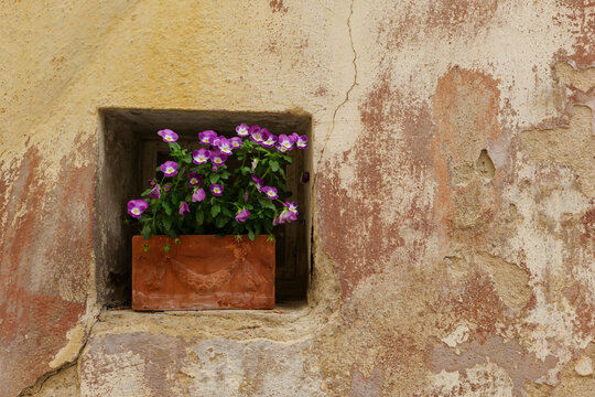 Terracotta flower pot with violet pansies in old wall niche as urban biotope and decorative architecture element