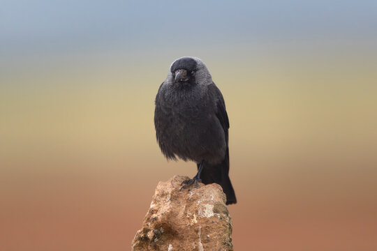 Western jackdaw - Coloeus monedula perched on one leg atop a rock pinnacle against a soft, colorful background in El Taray, Spain.