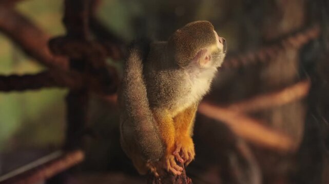 Close-up of a squirrel monkey sitting on a branch. The monkey has a light brown body, a white face, and orange limbs. The background features blurred tree branches
